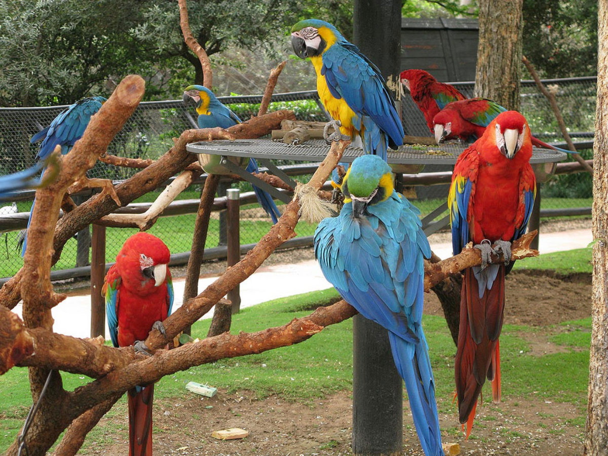 Monte casino bird park show times